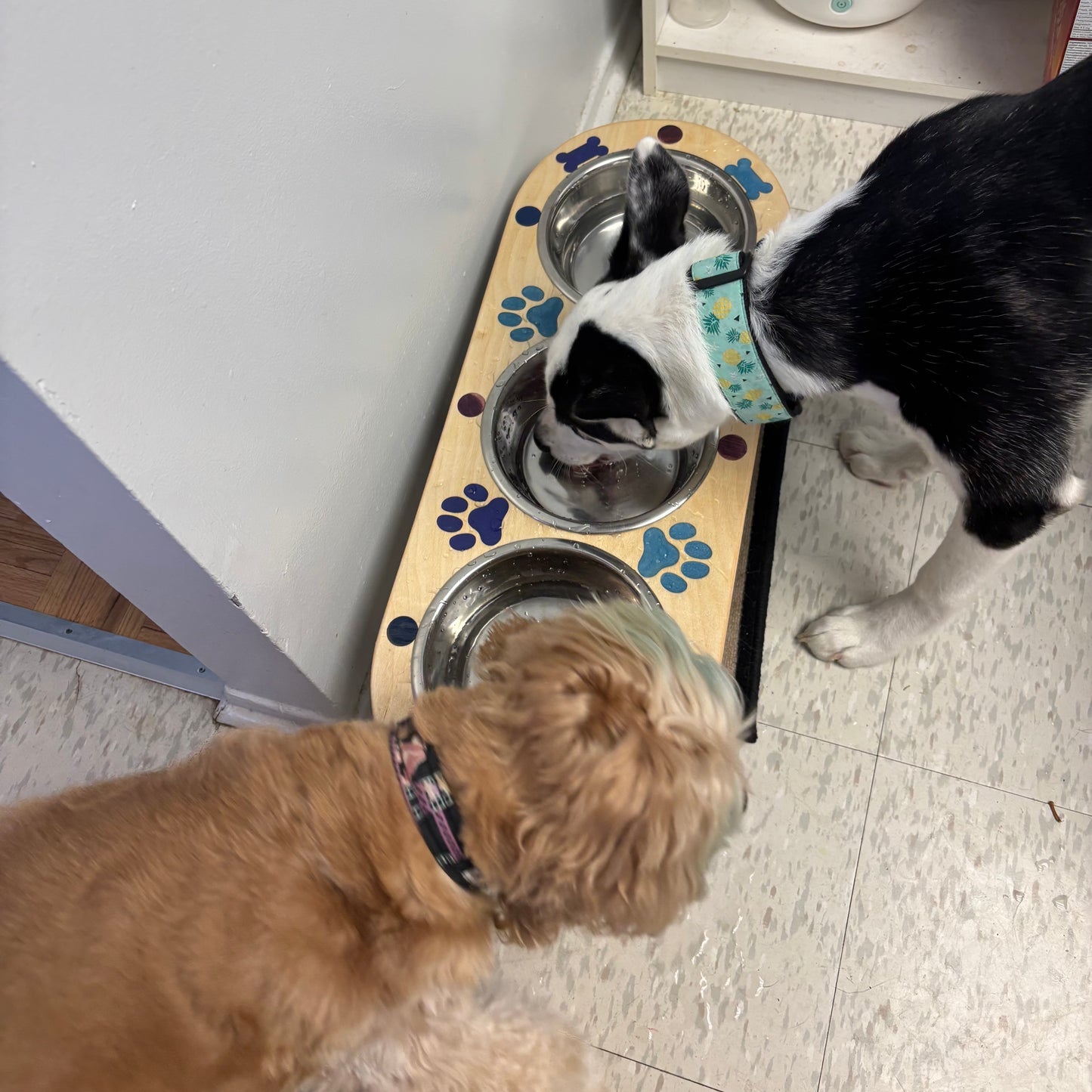 Baltic Birch 2 qt Triple Feeder Paws and Bones Inlay